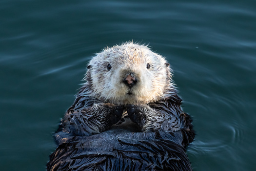 Southern sea otters only inhabit about 13% of their former range and remain absent from the Oregon coast. (Dhayes/Adobe Stock)