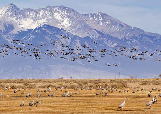 Each year, visitors flock to Monte Vista in Colorado's San Luis Valley for a chance to see Greater Sandhill Cranes. (Adobe Stock) 