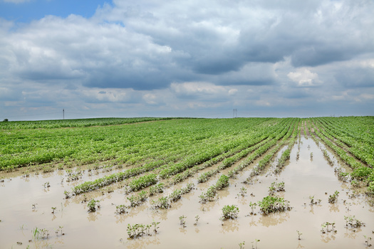 Federal assistance for farmers recovering from natural disasters such as droughts, floods and wildfires is uncertain without a new Farm Bill. (sima/Adobe Stock)