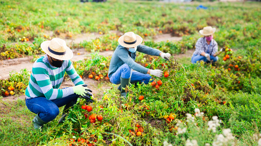 Manuel Gago Silcox, co-director of the Virginia-based Worker Justice Program at the Legal Aid Justice Center, said less-mechanized crops such as tomatoes or apple orchards rely on migrant farmworkers. (Adobe Stock)