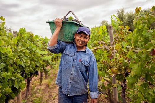 Immigrant farmworkers make up an estimated 73% of agriculture workers in the United States. (Adobe Stock)