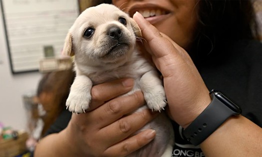 The Long Beach Animal Care Services said it fights a constant battle for space to shelter dogs and cats. This puppy is currently being fostered with its siblings but will eventually be available for adoption. (Brittany Murray/Medianews Group/Long Beach Press-Telegram via Getty Images)
