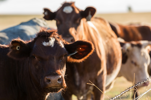 Meatpacking is a concentrated industry, with the four largest firms handling 85% of all steer and heifer purchases and 67% of all hog purchases, according to USDA data.(Adobe Stock)