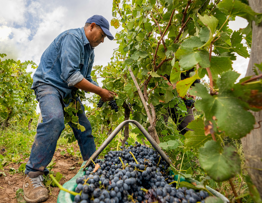 More than 60,000 people in Oregon could benefit from expanding food benefits to undocumented residents. (Franco Capotosti/Adobe Stock)