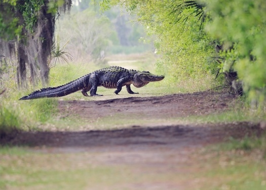 After years of collaboration among conservationists, scientists and policymakers, the Florida Wildlife Corridor Act was signed into law on June 29, 2021, with unanimous bipartisan support from the Florida Legislature. (Adobe Stock)