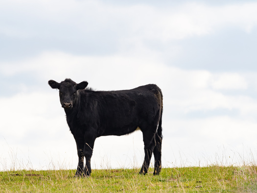 Iowa farmers raised about 3.5 million head of cattle in 2024, making the state the ninth-largest beef producer in the nation. (Adobe Stock)