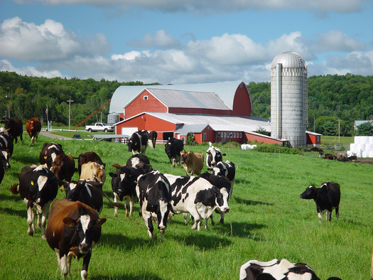 It is estimated each cow contributes around $34,000 annually to the local economy, but barriers for new dairy farmers are preventing enough new entrants to the industry to replace retiring farmers. (Ann/Adobe Stock)