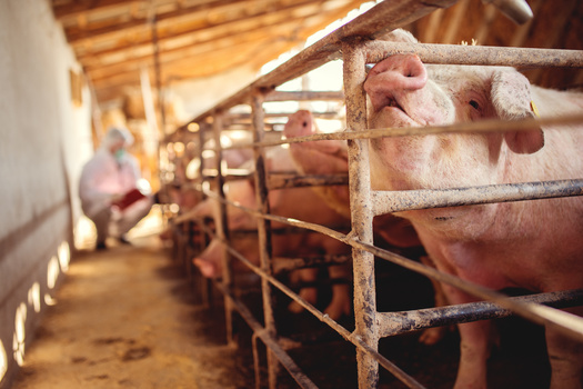 Concentrated animal feeding operations are major polluters of the air and water, yet less than a third in Illinois have National Pollutant Discharge Elimination System permits, which are required when discharging livestock waste. (Adobe Stock)