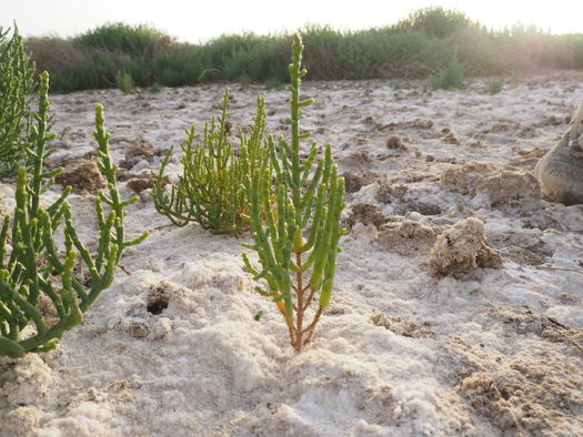 Salicornia grows around a salt lake in Saudi Arabia. The plant is also known as samphire, sea beans, sea asparagus, glasswort, or pickleweed. (Gabriele Fiene)