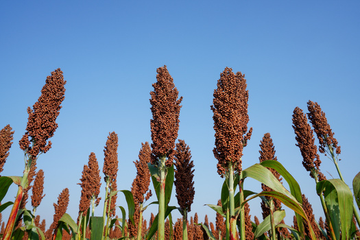 Sorghum matures quickly, some types in as little as 75 days, and can provide up to three harvests a year. (Adobe Stock)