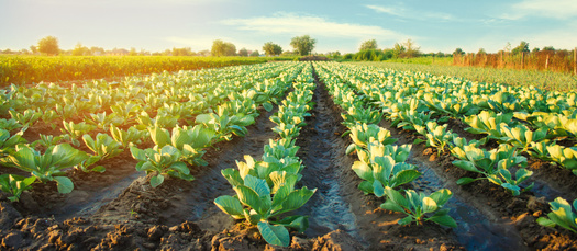 Indiana is the ninth largest farming state in the country, according to the Indiana Department of Agriculture, with about 53,600 farming operations. (Adobe Stock)