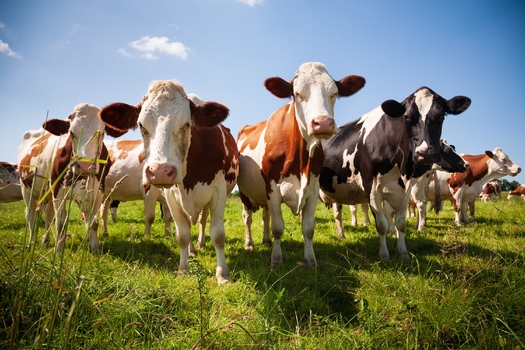 Fewer than 1% of cattle are lost to wolves, compared to 11.3% killed by dogs and 9.3% that succumb to weather. (Willy Mobilo/Adobe Stock)