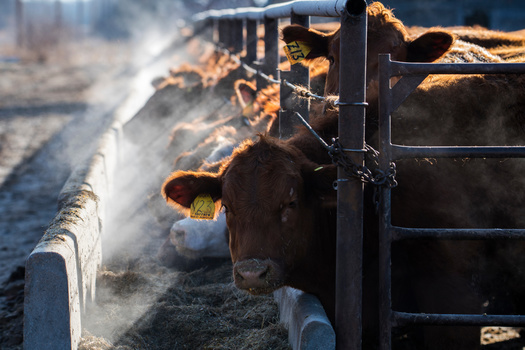 The U.S. Meat Animal Research Center in Clay Center, Nebraska, employs about 120 people, many of whom are facing layoffs. (Adobe Stock)