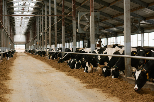 Danny Akenson of the group Grassroots Organizing Western Wisconsin said the corporate consolidation from concentrated animal feeding operations has caused the shuttering of many small farms across the state. Dairy farms in Wisconsin with fewer than 100 cattle have decreased by more than 50% since 2012. (Adobe Stock) 