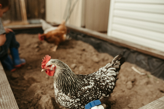 People who raise chickens say the process can serve educational purposes for kids. (Cavan/Adobe Stock)