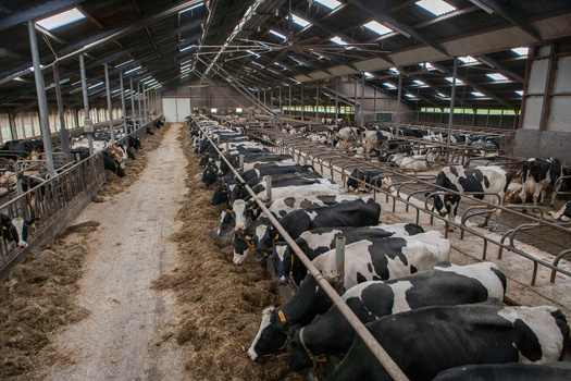Agriculture systems constructed before 1998 often have the biggest issues with runoff of animal wastes that can contaminate groundwater. (Adobe Stock) 