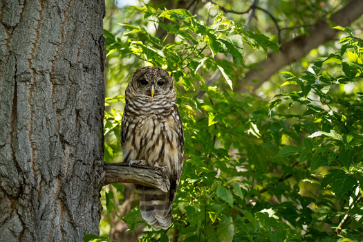 The Northern Spotted Owl has been the subject of many lawsuits impacting forest management in Oregon and Washington for decades. (gevans/Adobe Stock) 