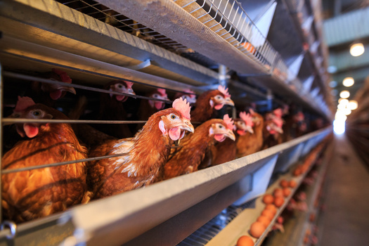 Sentient reports the animal death toll from avian flu highlights the sheer number of chickens and eggs humans eat on a regular basis. The American diet is highly dependent on chickens as a protein source. (Adobe Stock)