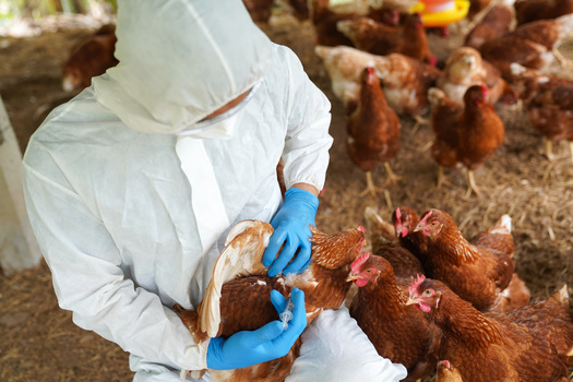 More than 166 million birds across the country have been affected by avian influenza. (panyawat/Adobe Stock)