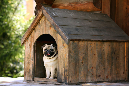 Research shows that an animal is abused or neglected every 60 seconds in the United States. (kichigin19/Adobe Stock)