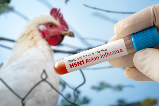 The likelihood of exposure to H5N1 is higher among people consuming raw, unpasteurized milk from infected animals, although the chance of people contracting H5N1 from consuming raw milk is not clear at this time, according to the CDC. (Adobe Stock)