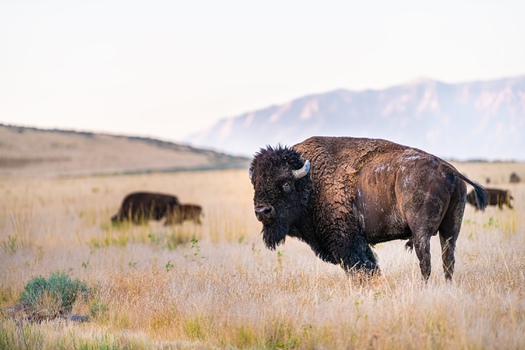There are more than 500,000 buffalo in North America today, but nearly all of those are livestock, in commercial herds and owned by private landowners. (Adobe Stock)