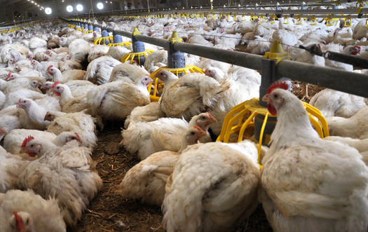 The recent avian flu outbreak has resulted in the death of at least 30 million birds in Iowa, mostly culled because of exposure to the disease, according to the CDC. (Adobe Stock)