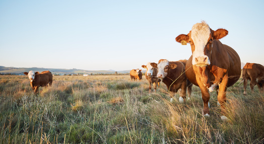 A report from Farm Action called 