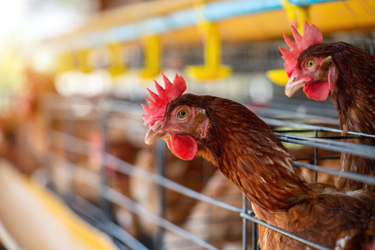 The current avian flu outbreak surfaced in 2022, with a big effect on wild birds and commercial poultry. (Adobe Stock)