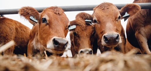 A Farm Action report, 