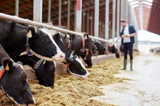 A Farm Action report, 