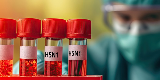 The majority of human H5N1 cases have been found on the West Coast but have been reported in the Midwest and on the East Coast as well. Researchers are monitoring the virus thorough wastewater tracking, direct testing of at-risk people and those with symptoms and randomized sample testing. (Adobe Stock)