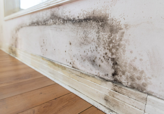 Mold produces allergens, which are substances that can cause allergic reactions, irritants and in some cases, potentially toxic substances known as mycotoxins, according to the Environmental Protection Agency. (Adobe Stock) 