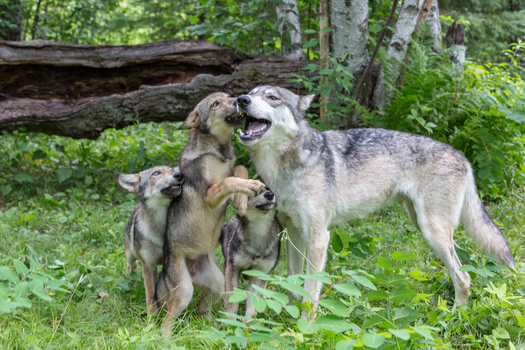 Wolves help maintain healthy ecosystems by regulating prey populations which, in turn, influences plant growth and supports other wildlife. (cherwoman730 /Adobe Stock) 