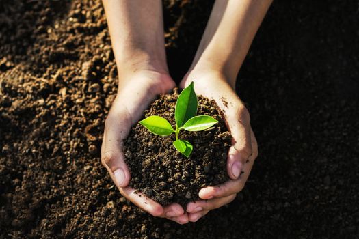 Research done in 2024 by Gardenpals.com found that during the pandemic nearly 19 million people, mostly millennials, tried gardening for the first time. (Adobe Stock) 