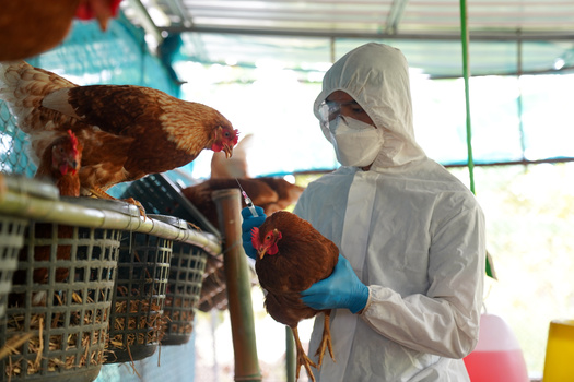 Federal agencies are ramping up efforts to contain avian flu, with the U.S. Department of Agriculture rolling out a $1 billion plan focused on biosecurity, financial relief for affected producers and research into possible vaccines for poultry. (Adobe Stock)