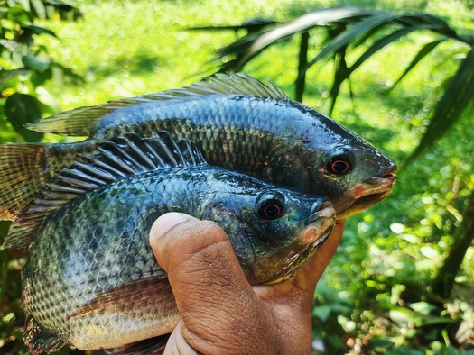 Aquaculture, particularly aquaponics, can improve food security by providing locally grown, fresh and nutritious food in food deserts. (Adobe Stock/B.Rath Photography)