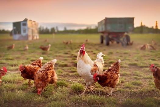 Farmers unions and other ag-related advocacy groups are urging Congress to get the U.S. Department of Agriculture to release all frozen funds immediately. (Adobe Stock)