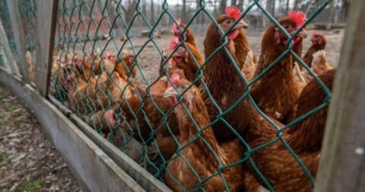 The CDC recommends wearing personal protective equipment when handling sick or dead birds, cleaning and disinfecting contaminated areas, and avoiding stirring up dust or bird waste that may spread avian flu. (Jo-Anne McArthur/We Animals)