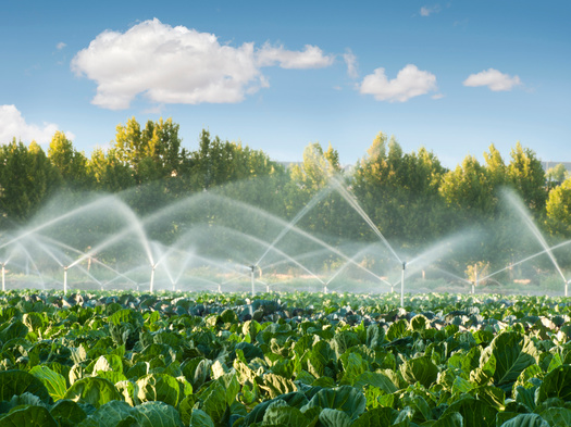 Conservation experts would like to see more farms use drip or sprinkler systems, which are more efficient than flooding for irrigation. (Deyan Georgiev/Adobe Stock)
