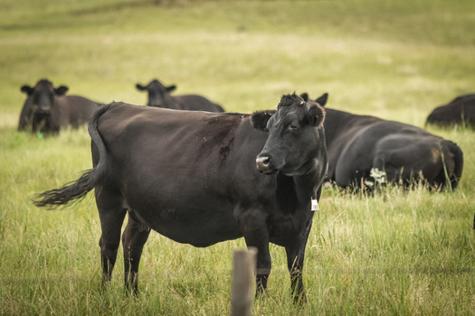 The national Beef Checkoff program generates an estimated $3.3 billion for the beef industry annually, according to the Cattleman's Beef Board. (Adobe Stock)