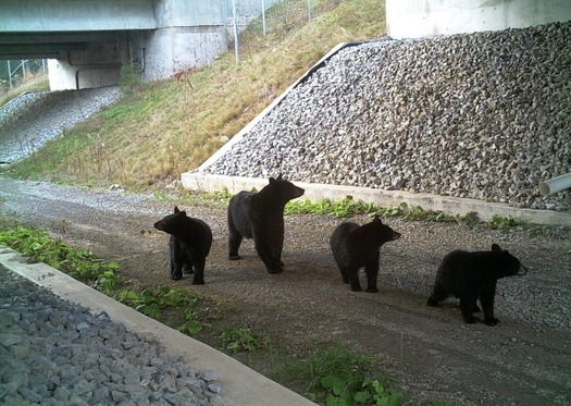 In 2021, more than 500 black bears perished on Pennsylvania roadways and 60 of the state's more than 1,400 elk were killed by vehicles. (Pennsylvania Department of Transportation) 