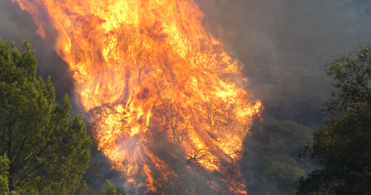 A recent study UCLA study found vegetation near the Palisades and Eaton fires was 25% drier than normal because of climate change. (Neil/Adobe Stock)