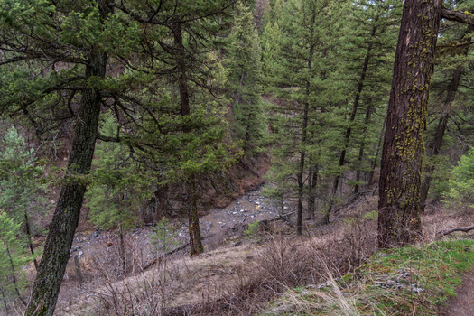 The Assessment found droughts from the last year impacted Western Washington the most, where reports noted lower flows from natural springs and water-stressed trees. (Sam Judy/Adobe Stock) 