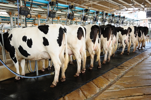 Washington state officials have been ordered to issue new regulations to keep the runoff from concentrated animal feeding operations, also known as factory farms, from polluting nearby streams and waterways. (Adobe Stock) 