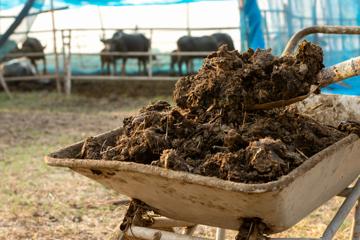 Iowa factory farms dump approximately 109 billion pounds of manure each year, much of which winds up in nearby groundwater, according to Food and Water Watch. (Adobe Stock)