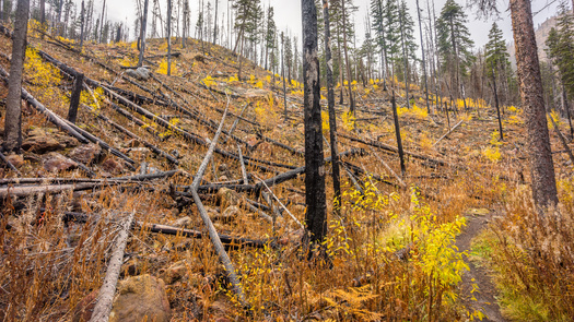 Eighteen states currently have guidelines for, or a directive to develop, a statewide climate resilience plan to protect and recover from extreme weather events like wildfires. (khomlyak/Adobe Stock) 
