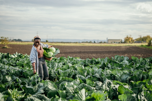 The Black Farmers and Agriculturalists Association is challenging the U.S. Department of Agriculture's denial of $2.2 billion in Inflation Reduction Act funds to Black farmers' heirs at the Sixth Circuit Court of Appeals, arguing while white farmers' families inherit benefits, Black farmers' descendants are excluded. (La Famiglia/Adobe Stock)