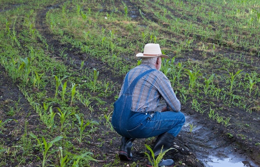Under tariffs imposed by the first Trump administration, losses for farmers prompted a $23 billion taxpayer-funded bailout. (Adobe Stock)