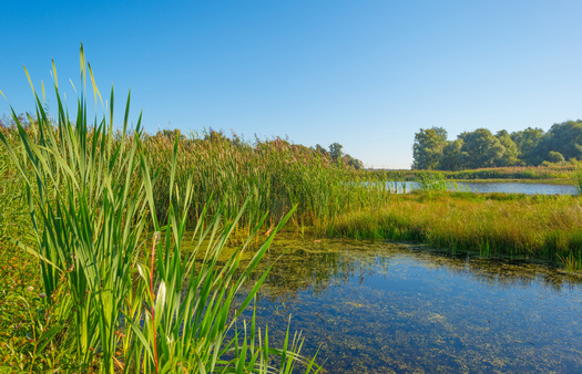 Iowa has about 400,000 acres of wetlands, down from an estimated 4 to 6 million acres, according to the U.S. Department of Agriculture. (Adobe Stock)
